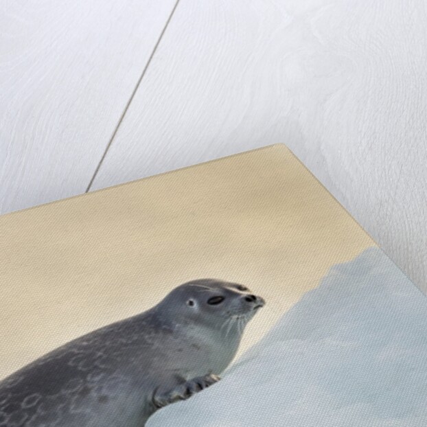 Ringed Seal Pup, Nunavut, Canada by Anonymous