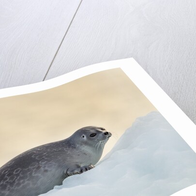 Ringed Seal Pup, Nunavut, Canada by Anonymous