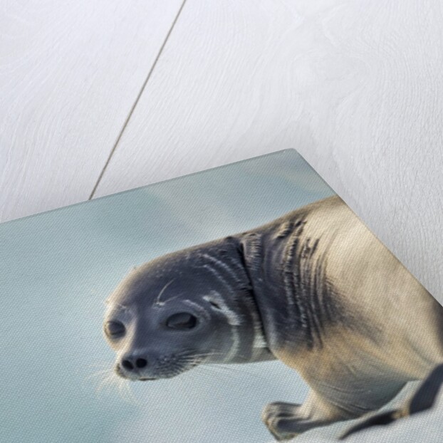 Ringed Seal Pup, Nunavut, Canada by Anonymous