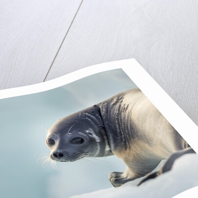 Ringed Seal Pup, Nunavut, Canada by Anonymous