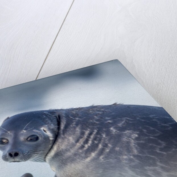 Ringed Seal Pup, Nunavut, Canada by Anonymous