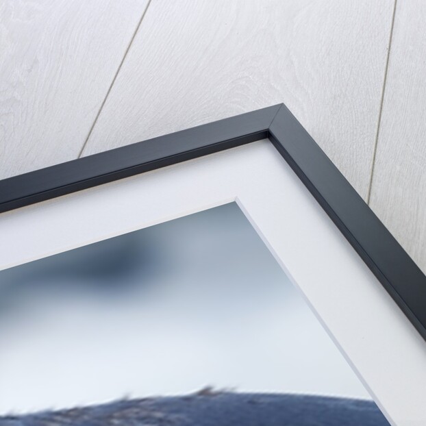 Ringed Seal Pup, Nunavut, Canada by Anonymous