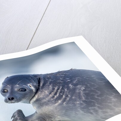 Ringed Seal Pup, Nunavut, Canada by Anonymous