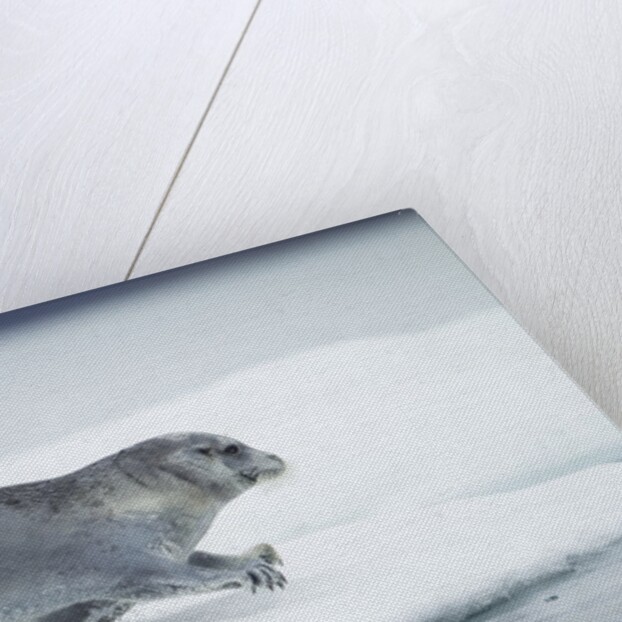 Ringed Seal on Iceberg, Nunavut, Canada by Anonymous