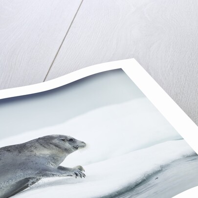 Ringed Seal on Iceberg, Nunavut, Canada by Anonymous