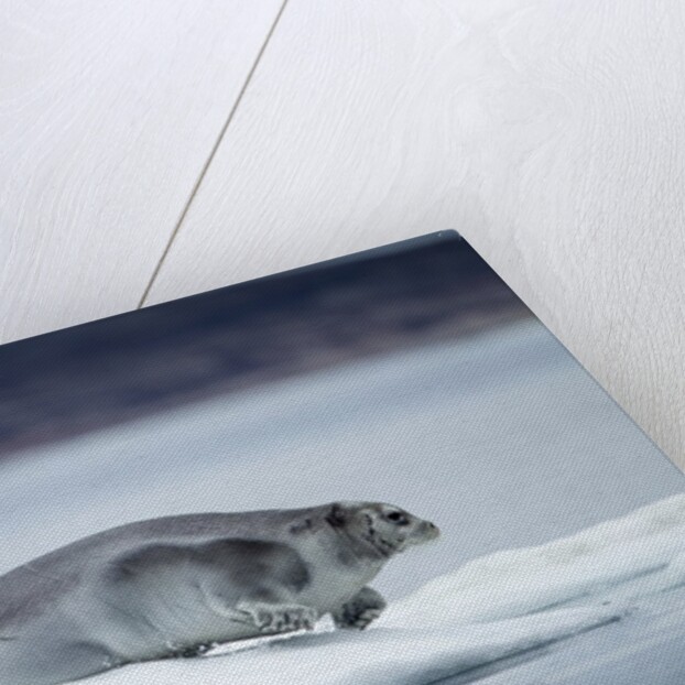 Ringed Seal on Iceberg, Nunavut, Canada by Anonymous