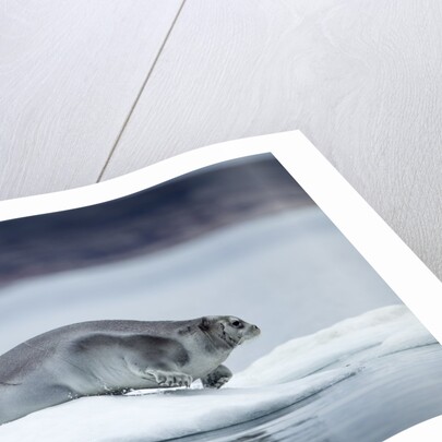 Ringed Seal on Iceberg, Nunavut, Canada by Anonymous