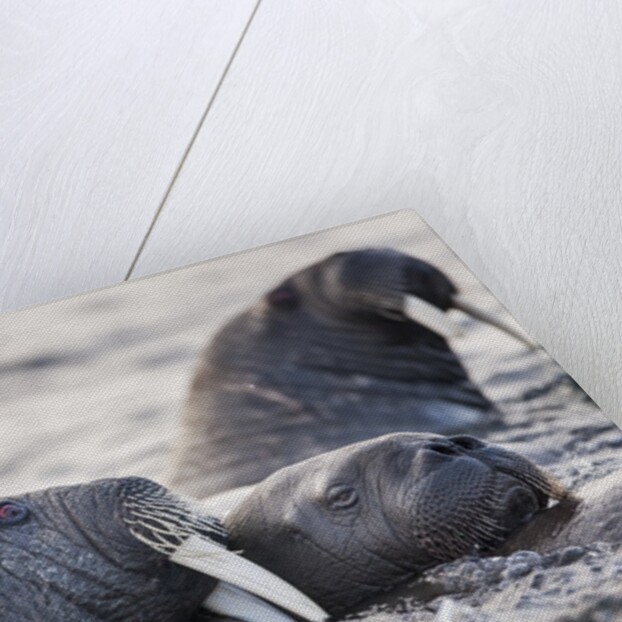 Walrus, Hudson Bay, Nunavut, Canada by Anonymous