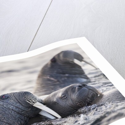 Walrus, Hudson Bay, Nunavut, Canada by Anonymous