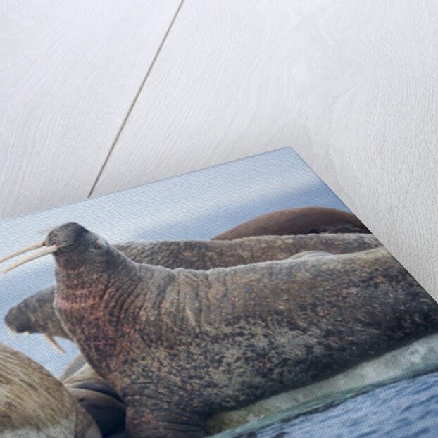 Walrus Herd, Hudson Bay, Nunavut, Canada by Anonymous