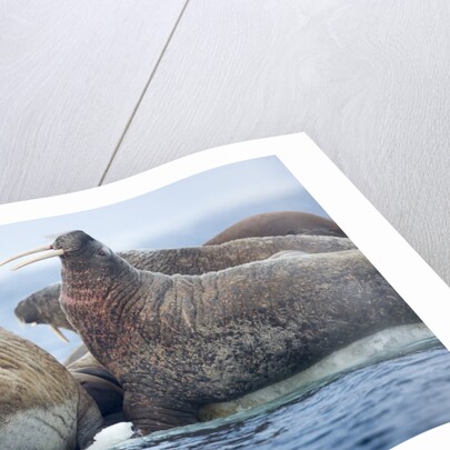 Walrus Herd, Hudson Bay, Nunavut, Canada by Anonymous