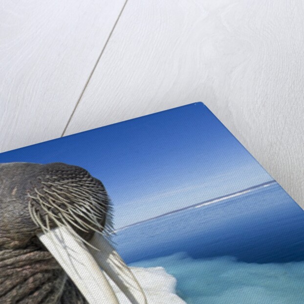 Walrus on Iceberg, Hudson Bay, Nunavut, Canada by Anonymous