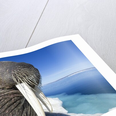 Walrus on Iceberg, Hudson Bay, Nunavut, Canada by Anonymous