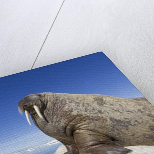 Walrus on Iceberg, Hudson Bay, Nunavut, Canada by Anonymous