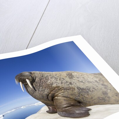 Walrus on Iceberg, Hudson Bay, Nunavut, Canada by Anonymous