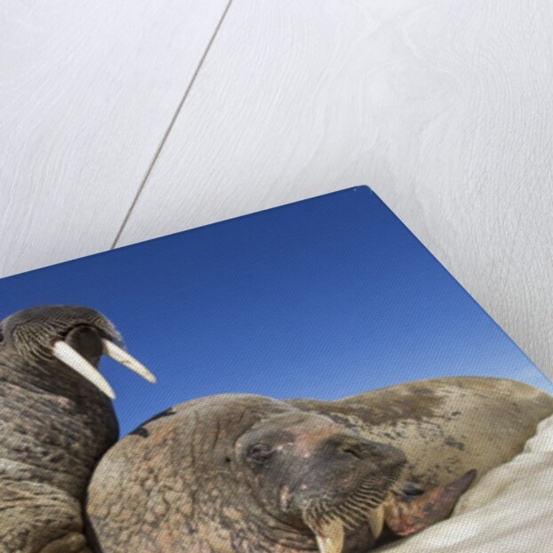 Walruses on Iceberg, Hudson Bay, Nunavut, Canada by Anonymous