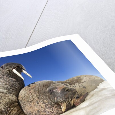 Walruses on Iceberg, Hudson Bay, Nunavut, Canada by Anonymous