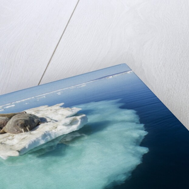 Walruses on Iceberg, Hudson Bay, Nunavut, Canada by Anonymous