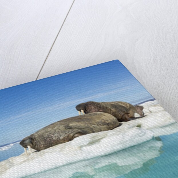 Walruses on Iceberg, Hudson Bay, Nunavut, Canada by Anonymous