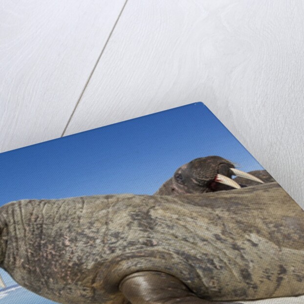 Walrus Herd on Iceberg, Hudson Bay, Nunavut, Canada by Anonymous
