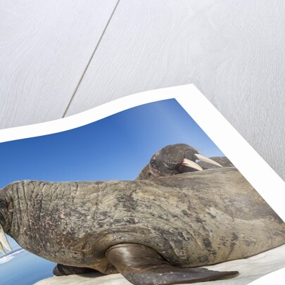 Walrus Herd on Iceberg, Hudson Bay, Nunavut, Canada by Anonymous