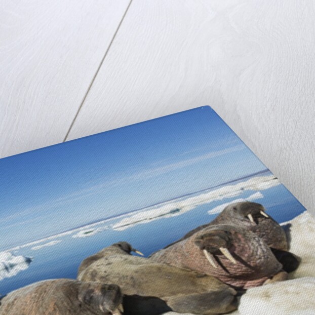 Walrus Herd on Iceberg, Hudson Bay, Nunavut, Canada by Anonymous
