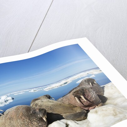 Walrus Herd on Iceberg, Hudson Bay, Nunavut, Canada by Anonymous
