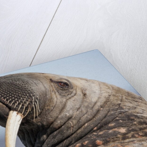 Walrus on Iceberg, Hudson Bay, Nunavut, Canada by Anonymous