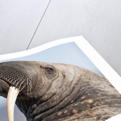 Walrus on Iceberg, Hudson Bay, Nunavut, Canada by Anonymous