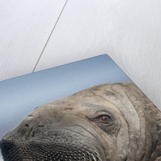Walrus on Iceberg, Hudson Bay, Nunavut, Canada by Anonymous