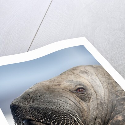 Walrus on Iceberg, Hudson Bay, Nunavut, Canada by Anonymous