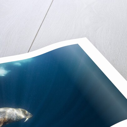 Underwater Walrus, Hudson Bay, Nunavut, Canada by Anonymous