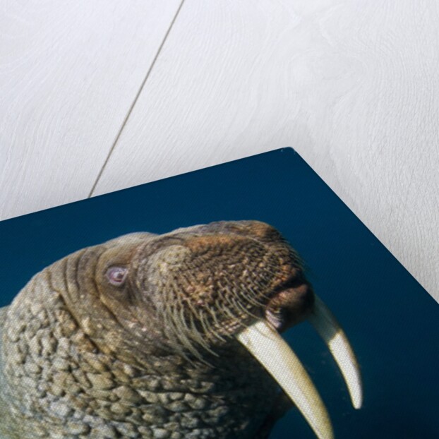Underwater Walrus, Hudson Bay, Nunavut, Canada by Anonymous