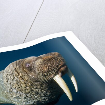Underwater Walrus, Hudson Bay, Nunavut, Canada by Anonymous
