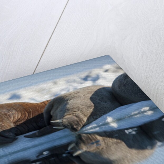 Walrus Herd on Sea Ice, Hudson Bay, Nunavut, Canada by Anonymous
