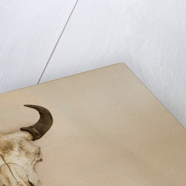 Antique Buffalo Skull by Anonymous