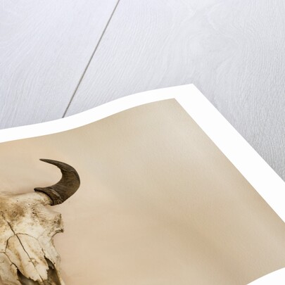 Antique Buffalo Skull by Anonymous