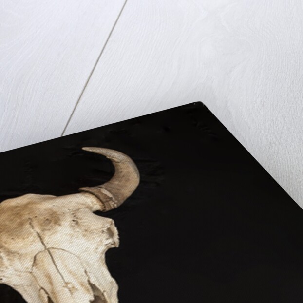Buffalo Skull by Anonymous