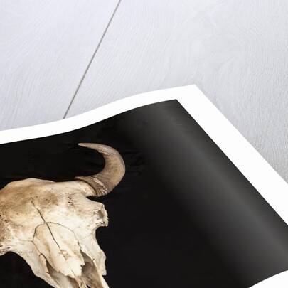 Buffalo Skull by Anonymous
