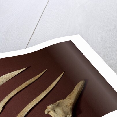 Assorted Bone Needles by Anonymous