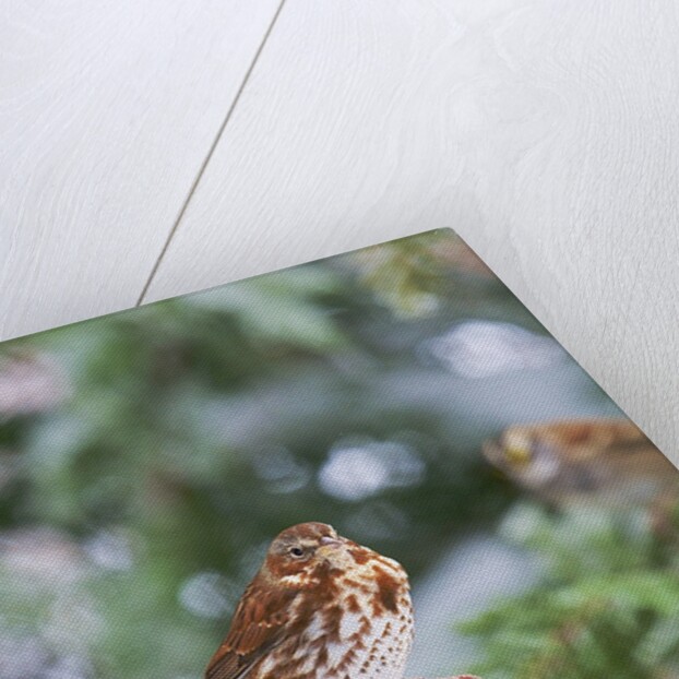 Fox Sparrow, McLeansville, North Carolina, USA by Anonymous