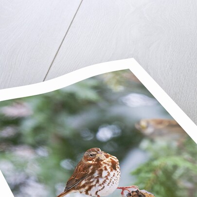 Fox Sparrow, McLeansville, North Carolina, USA by Anonymous