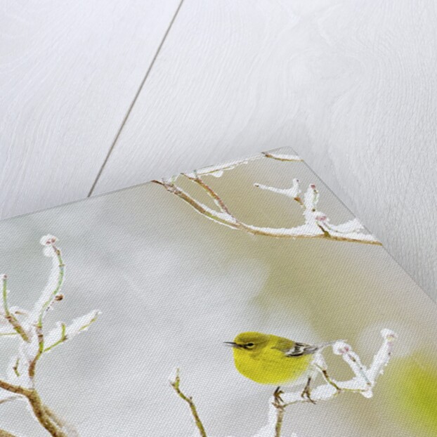 Pine Warbler perching on branch in winter, McLeansville, North Carolina, USA by Anonymous