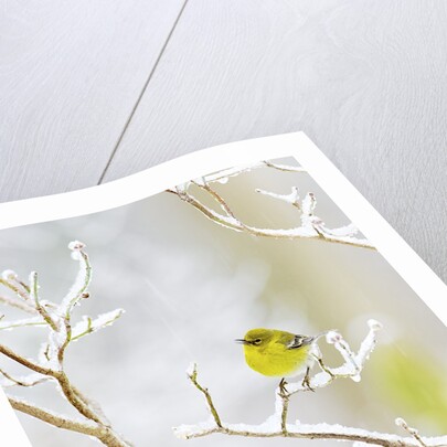 Pine Warbler perching on branch in winter, McLeansville, North Carolina, USA by Anonymous