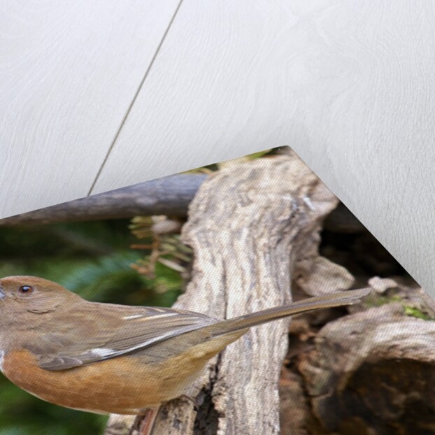 Rufous Towhee, McLeansville, North Carolina, USA by Anonymous