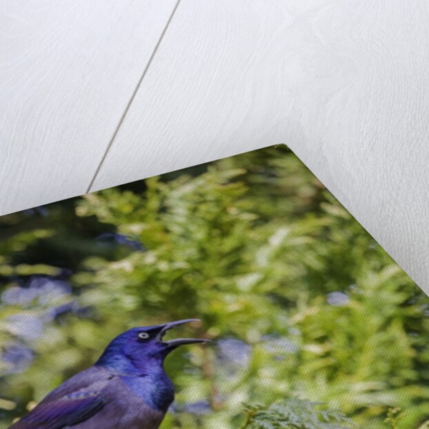 Common Grackle perching on tree and calling, McLeansville, North Carolina, USA by Anonymous
