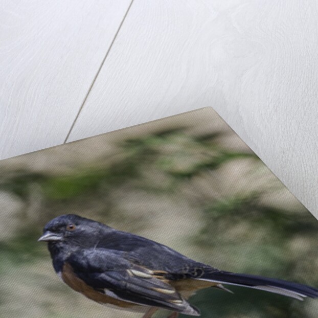 Rufous Towhee, McLeansville, North Carolina, USA by Anonymous