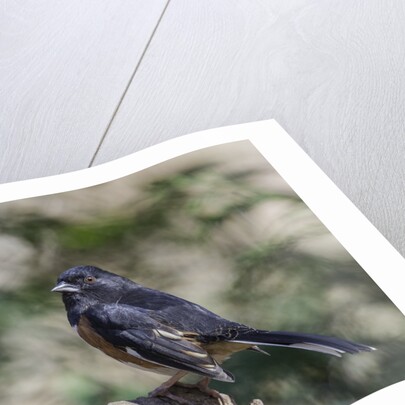 Rufous Towhee, McLeansville, North Carolina, USA by Anonymous
