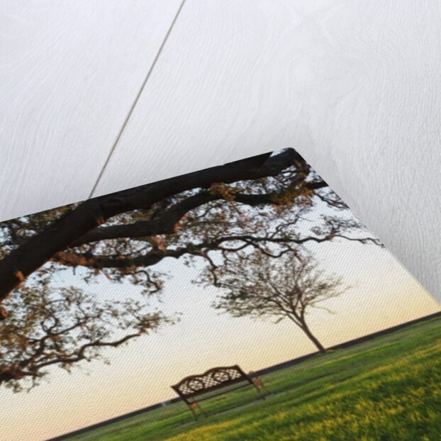 A grand oak tree overhangs a lone bench at sunset. by Anonymous