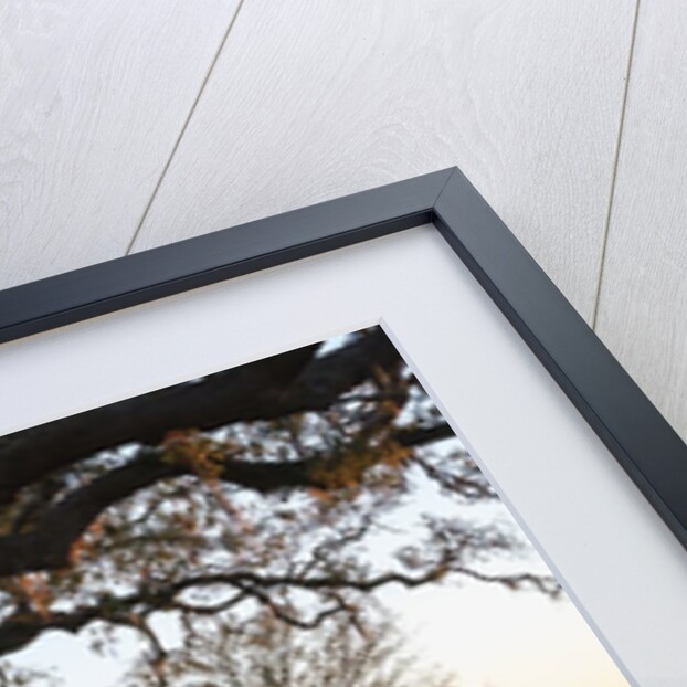 A grand oak tree overhangs a lone bench at sunset. by Anonymous